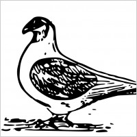540 views pigeon_2_116108.jpg