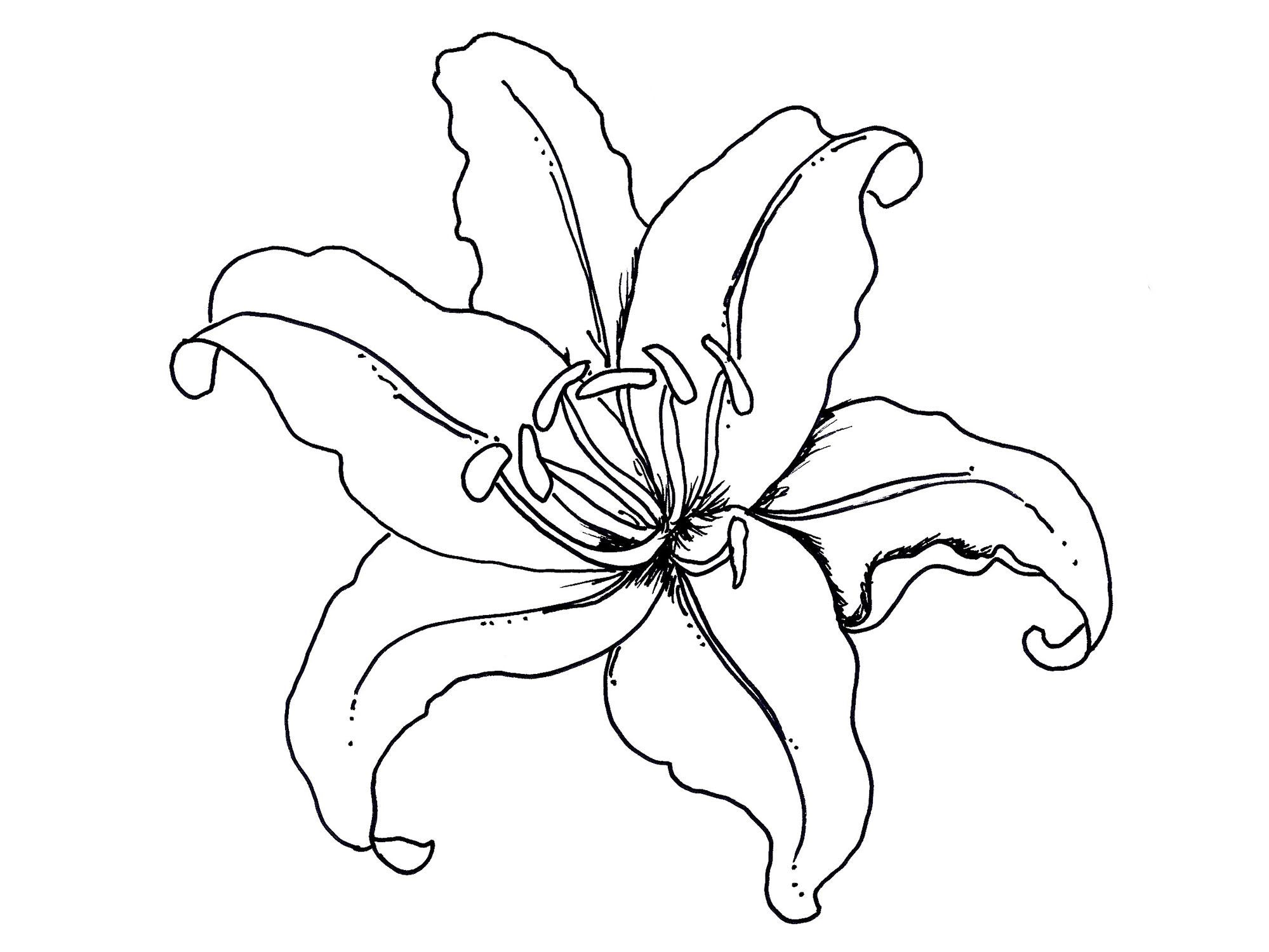 Lotus Flower Coloring Page. flower mandala coloring pages ...