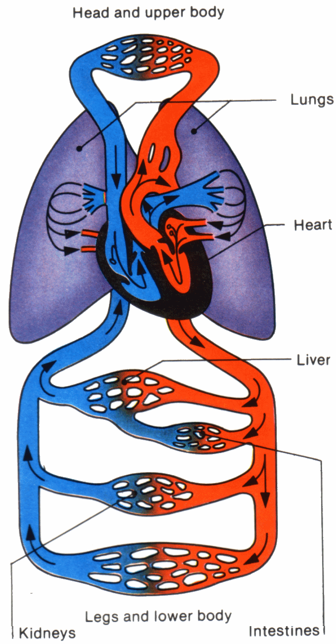 Circulatory System Drawing Kids