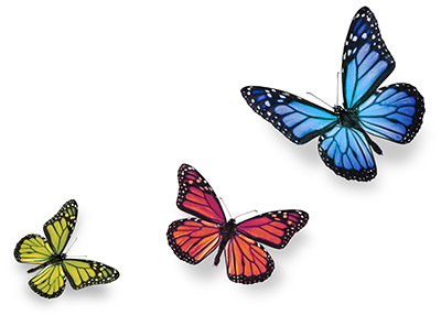 Where Do Butterflies Get Their Color?