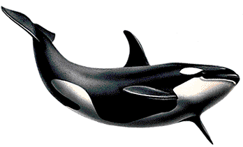 Killer Whale PNG Transparent Images | PNG All