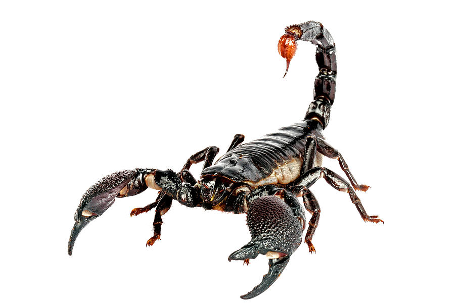 Emporer Scorpion Photograph by John Bell - Emporer Scorpion Fine ...