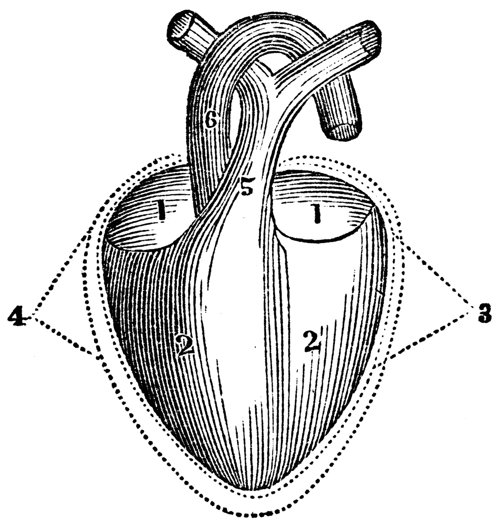 free anatomical heart clipart - photo #29