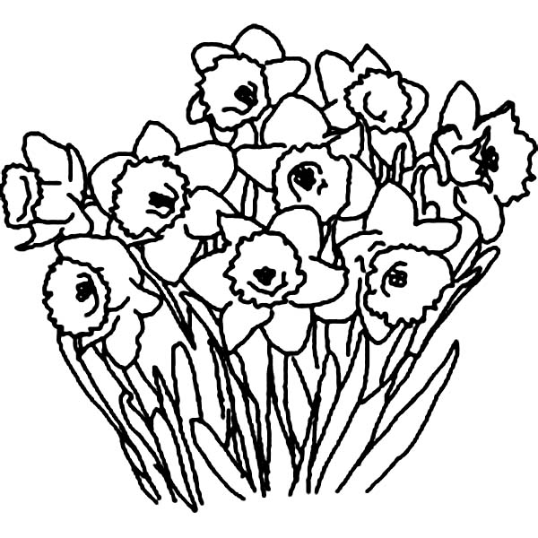 Daffodil Flower Bouquet Coloring Page - NetArt
