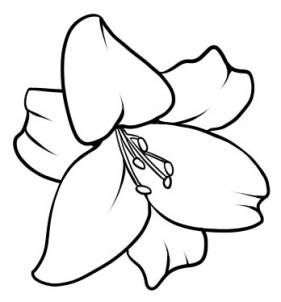 drawing flower lily clipart best drawing flower lily clipart best