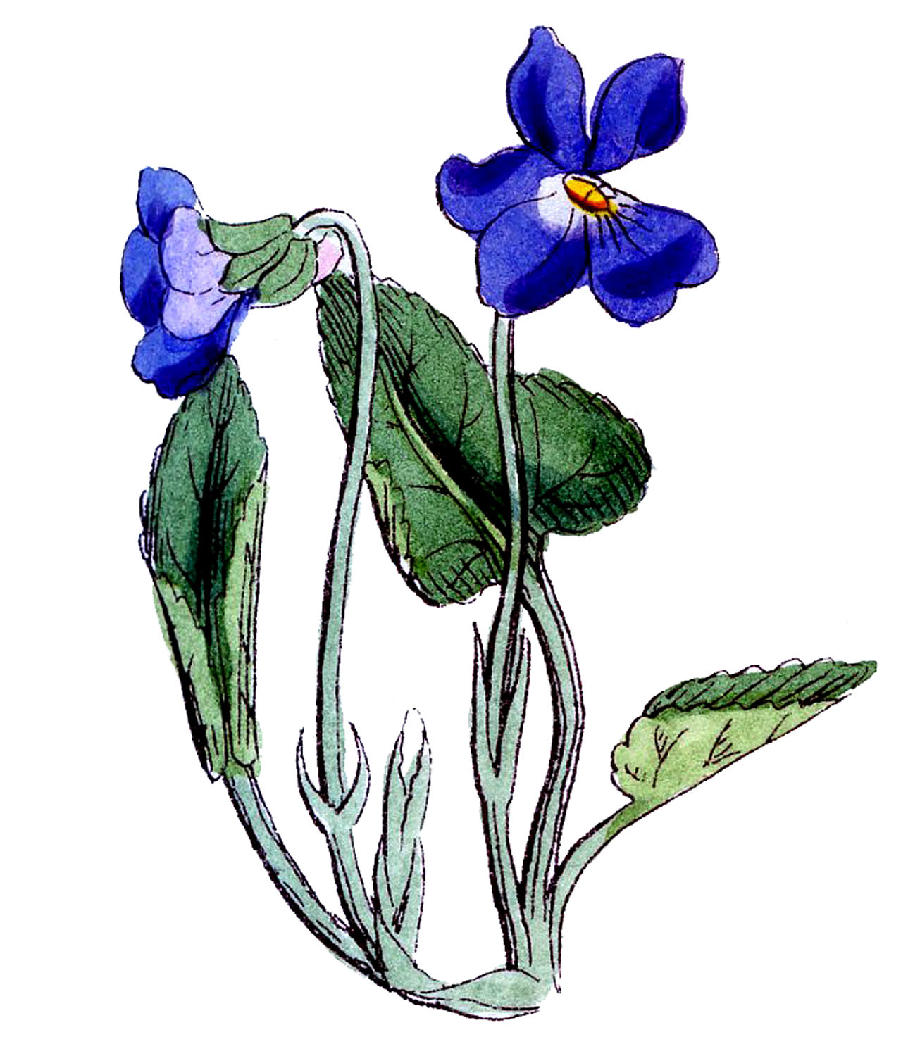 Violet Flower Drawing - ClipArt Best