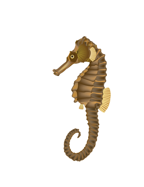 Seahorse Png - ClipArt Best