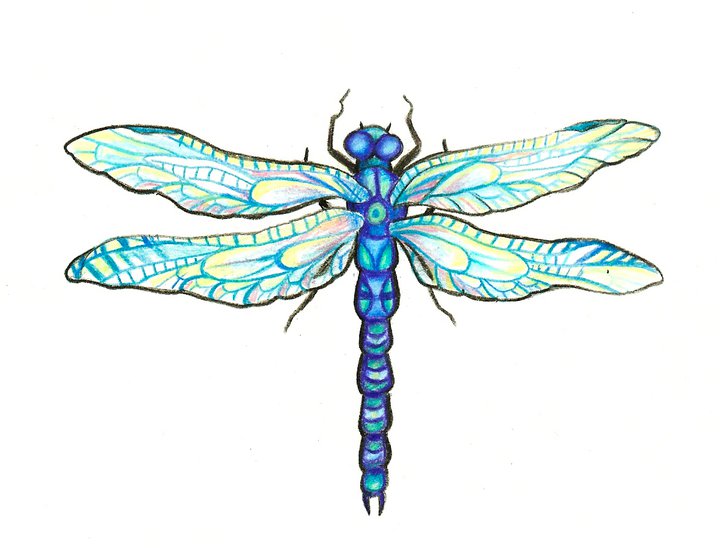 Best Photos of Dragonfly Drawings Art - Free Dragonfly Drawings ...