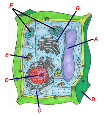 Animal Cell Not Labeled - ClipArt Best