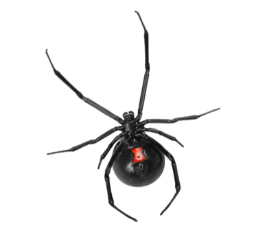 Black Widow Spider Control | Extermination | Detroit | Boston