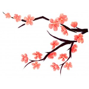 Cherry blossom cartoon pictures
