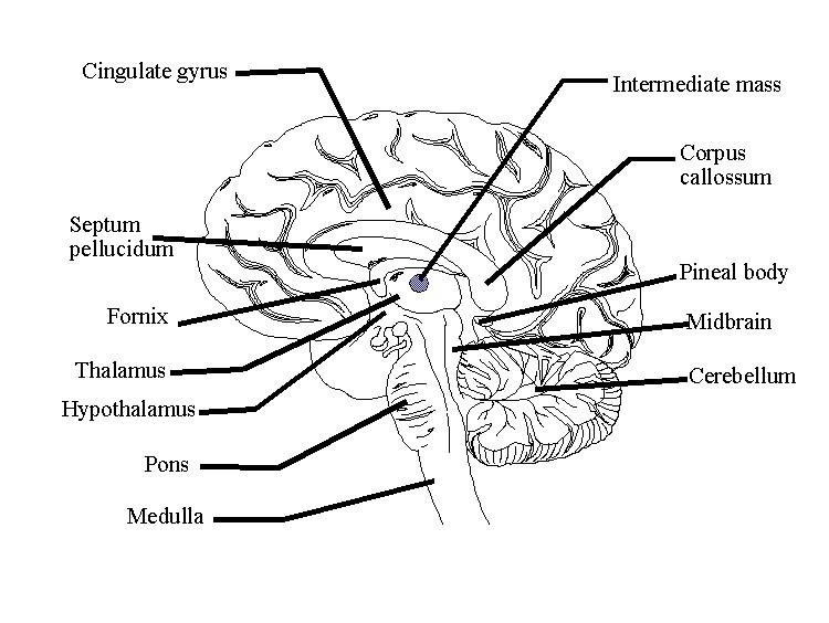 Brain Diagram Worksheet Answers | The Amazing Human Body