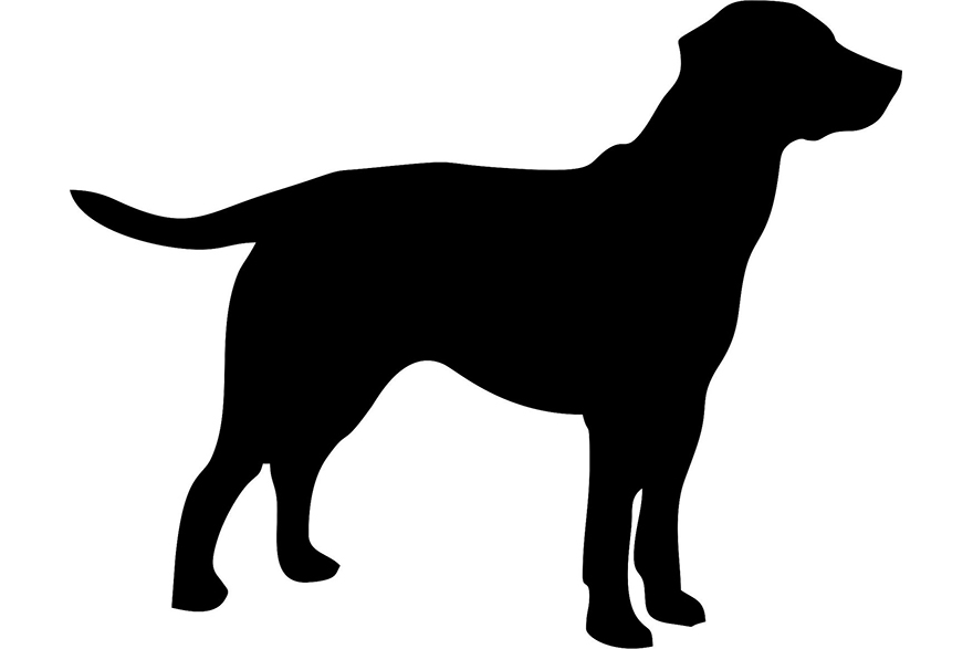 Female Labrador Retrievers - Soggy Acres Retrievers