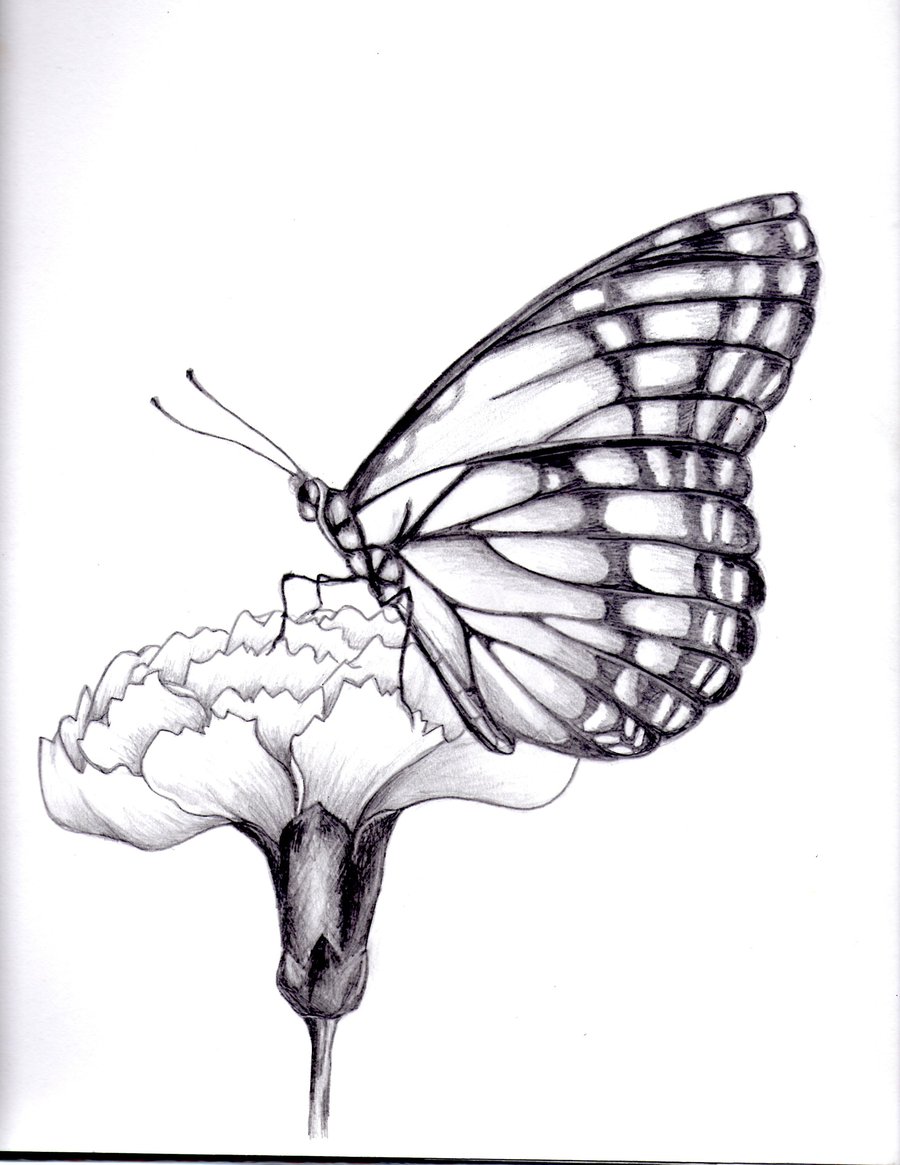my drawing of a butterfly. by kittycat727