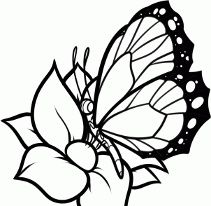 Butterfly On Flower Drawing