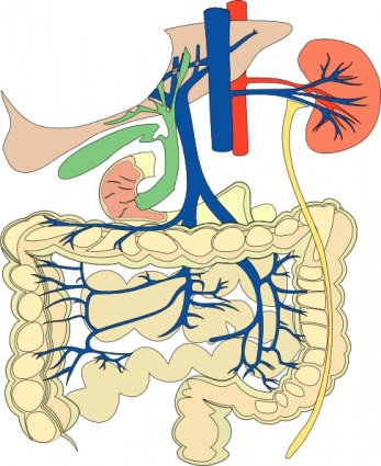 Download Digestive Organs Medical Diagram clip art Vector Free