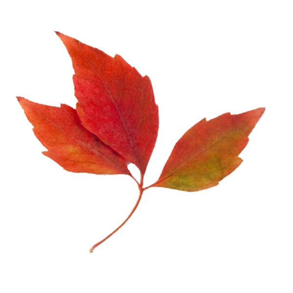 clip art fall leaf - photo #22