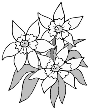 Easy Flower Drawings