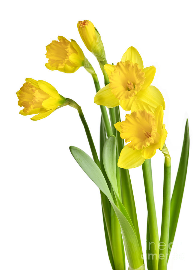 free clip art daffodil border - photo #45