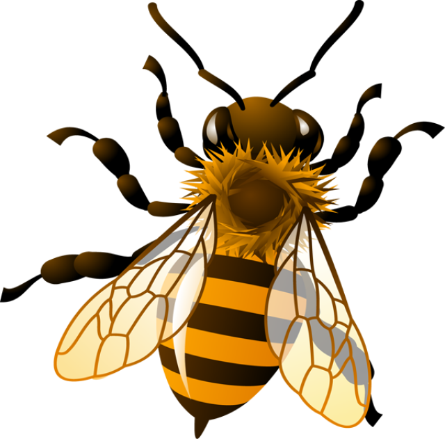 Vintage honey bee clipart