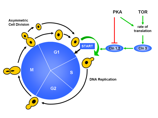 ETH - csb - Research - Dynamics of Cellular Regulation
