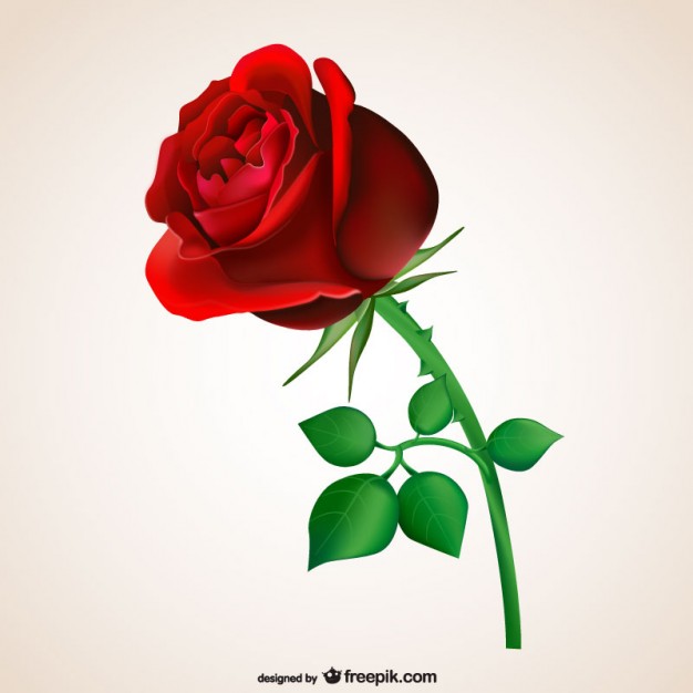 Rose Vectors, Photos and PSD files | Free Download
