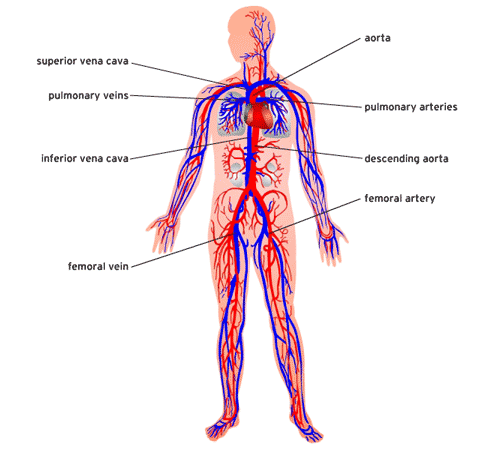 Riverview Science / Placement of the human body systems
