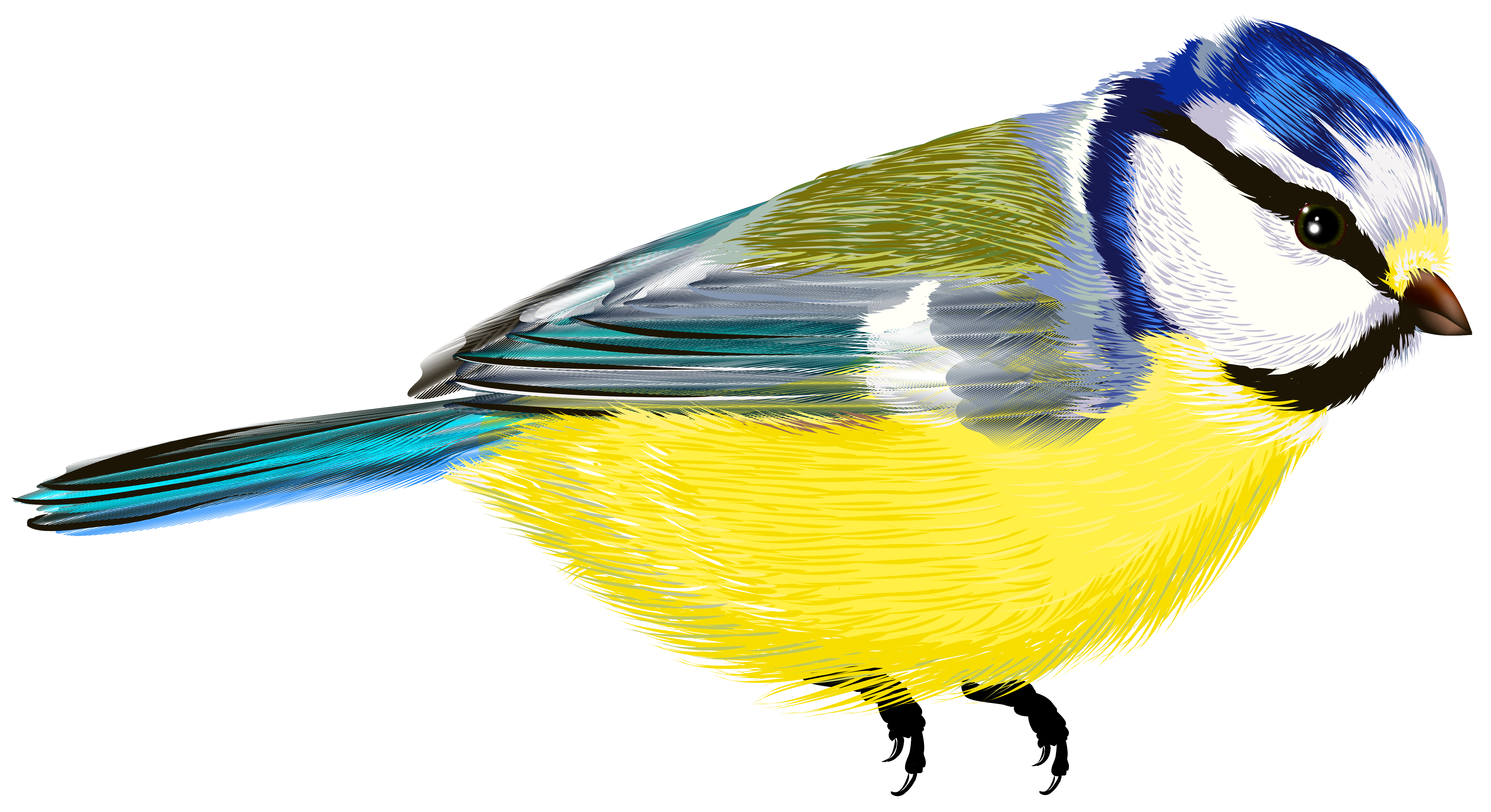 Bird Transparent PNG Clipart