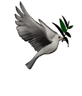 1000+ images about White Dove........ | Holy ghost ...