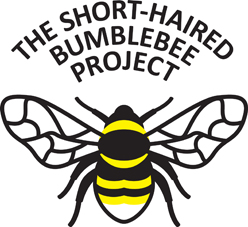 Bumblebee Logo - ClipArt Best