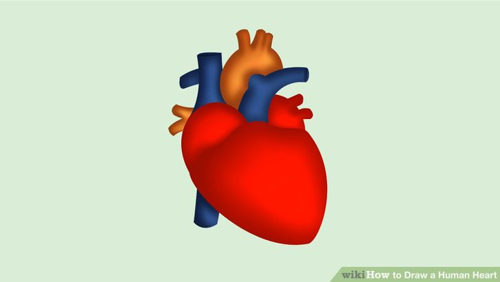 How to Draw a Human Heart: 5 Steps (with Pictures) - wikiHow