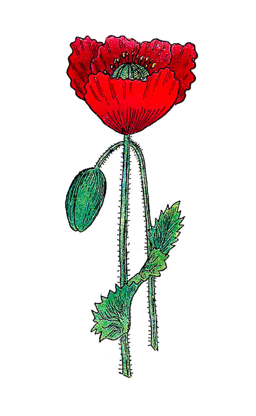 Antique Images: Free Botanical Graphic: Vintage Poppy Flower ...