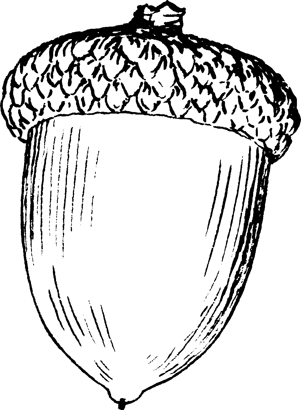 Acorn | funwithcoloring