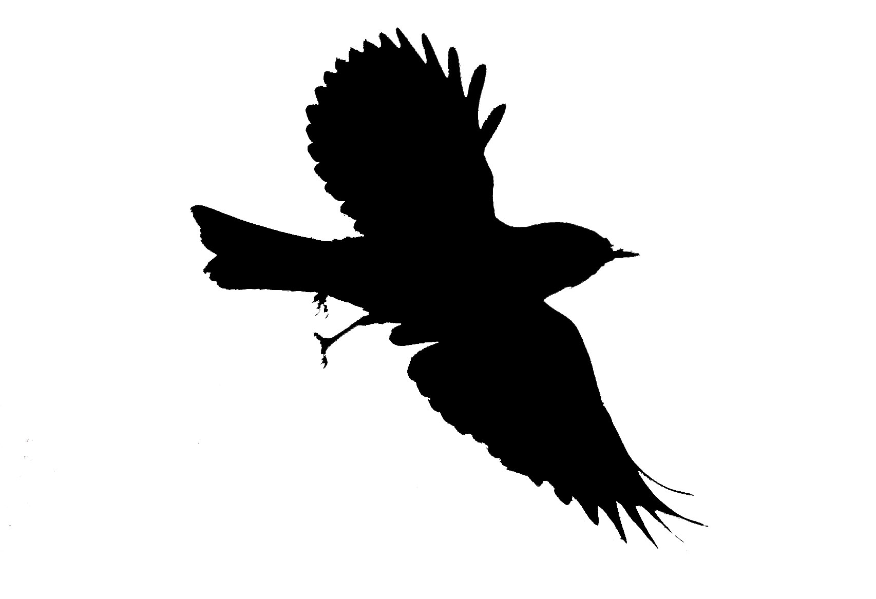 Bird In Flight Silhouette - ClipArt Best