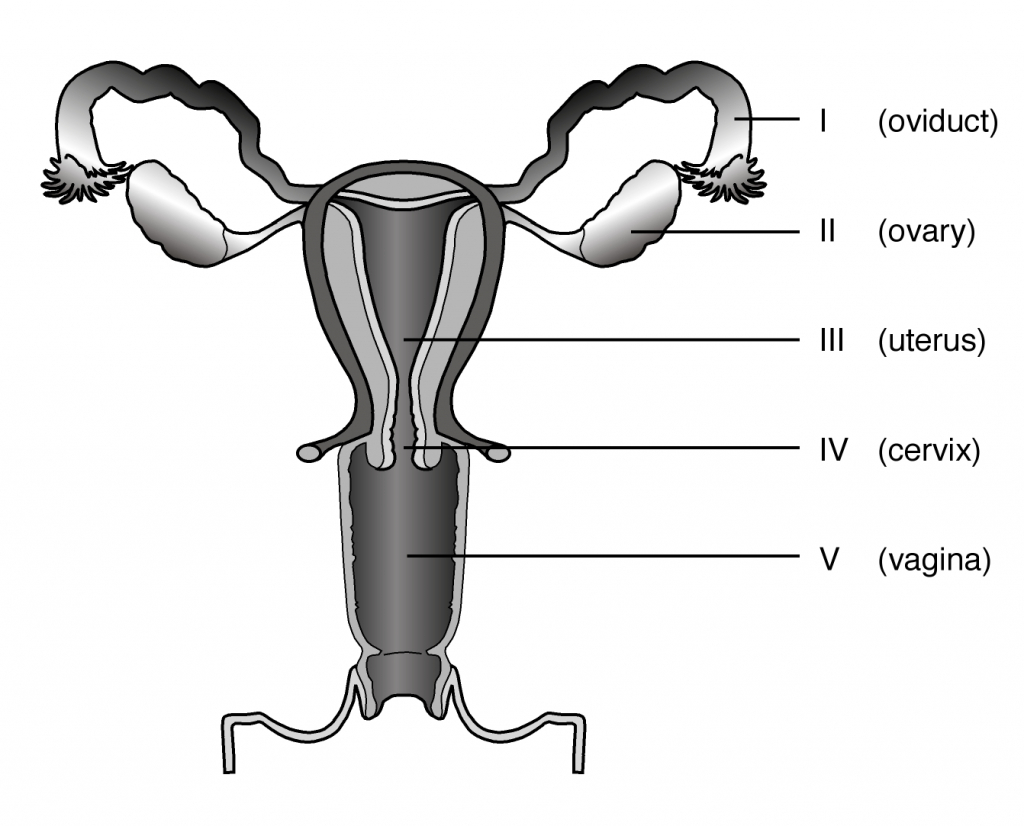 Female Cow Reproductive System Diagram - Human Body Diagram