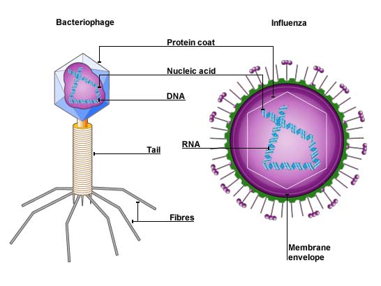 BBC - Higher Bitesize Biology - Viruses and cellular defence ...