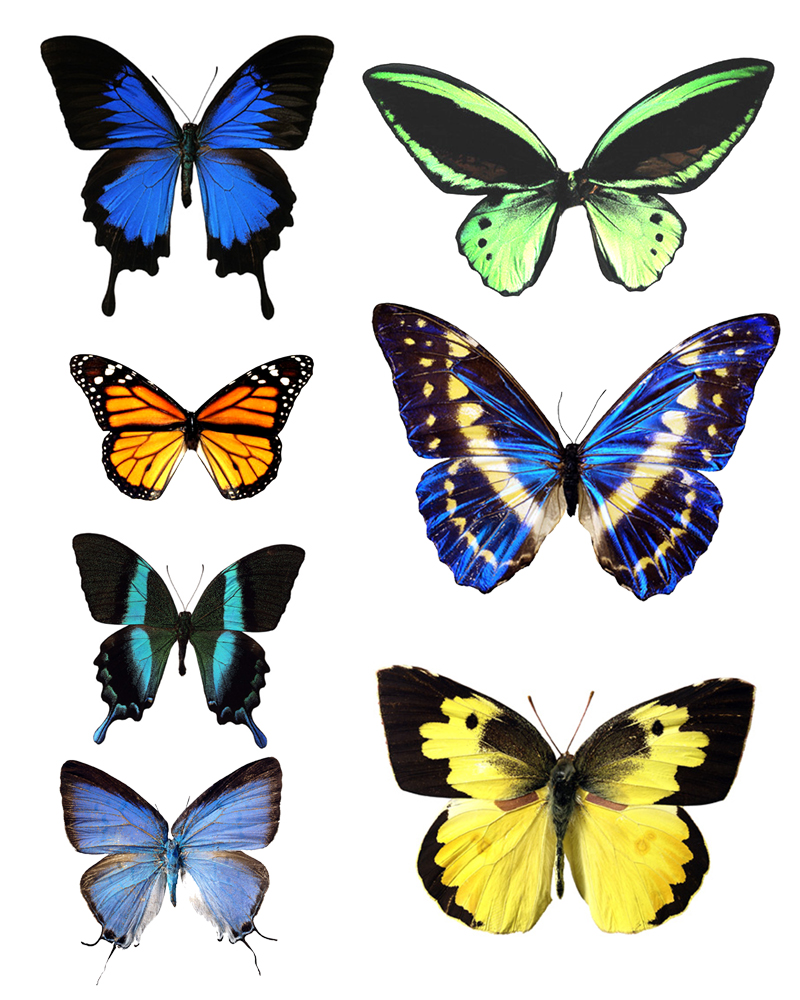 Butterfly Wing Patterns - ClipArt Best