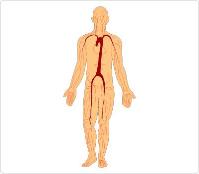 1000+ images about Human Body Clip Art