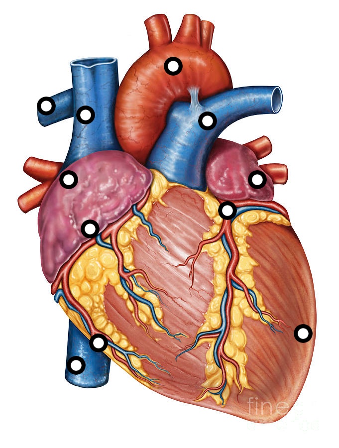 Superior Vena Cava- Brings deoxygenated blood from the bo ...