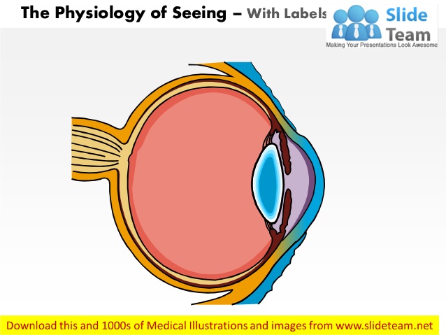Physiology of seeing eye anatomy medical images for power point