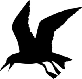 Seagull outline clipart