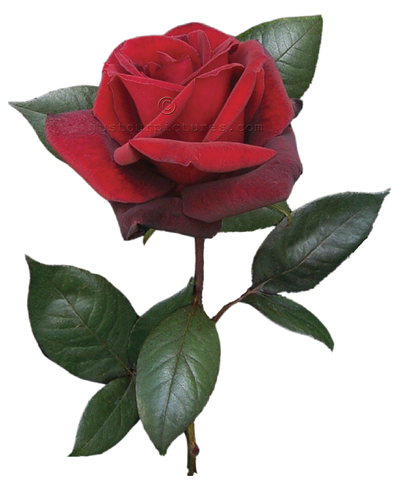 Single Red Rose on a stem. (png file) ~ Just Our Rose Pictures.