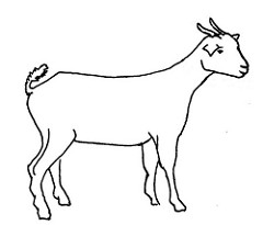 Line drawing of a goat | Used in information flyer on 'Good … | Flickr