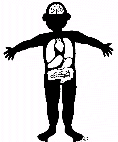 Human body diagram clipart