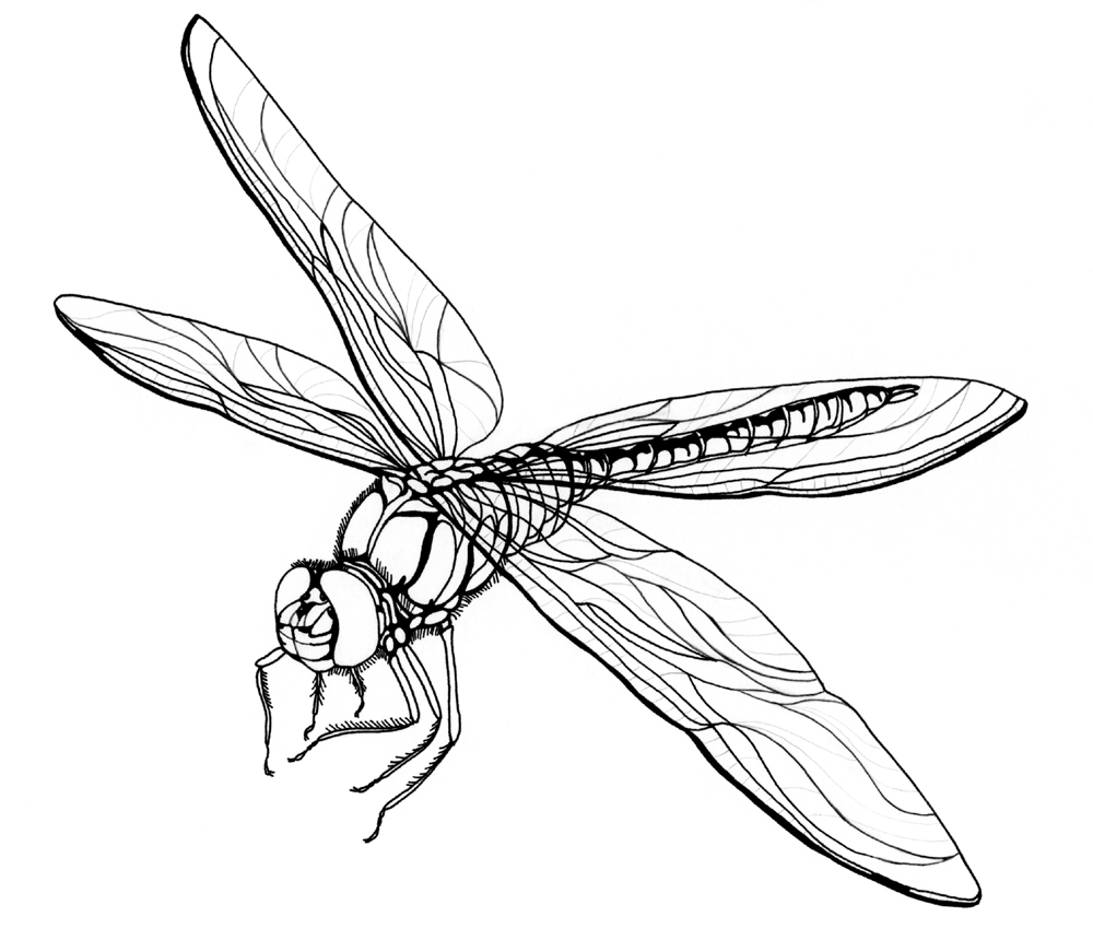 dragonfly_lineart_by_ ...