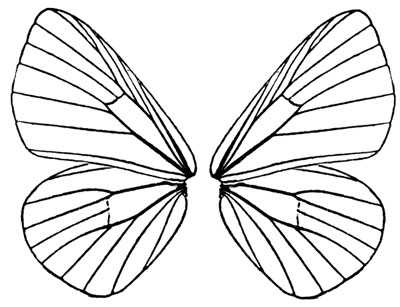 Animals For > Butterfly Wings Pattern
