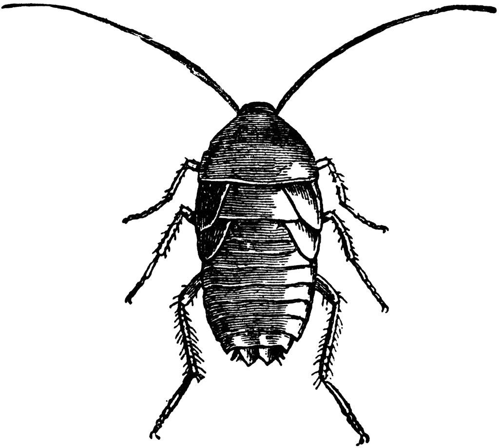 Cockroach Clipart | Free Download Clip Art | Free Clip Art | on ...