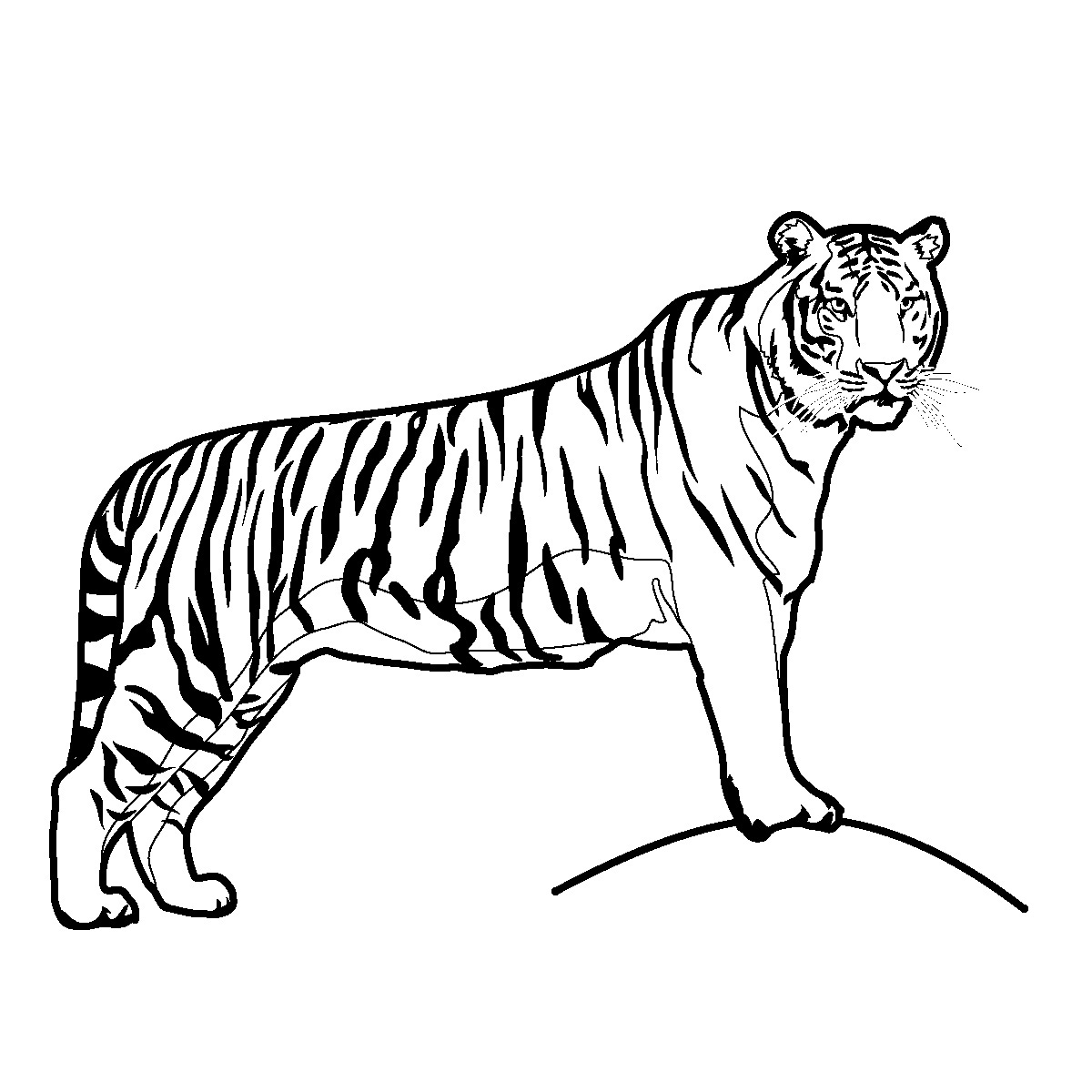 Running Tiger Clipart Black And White - Free ...