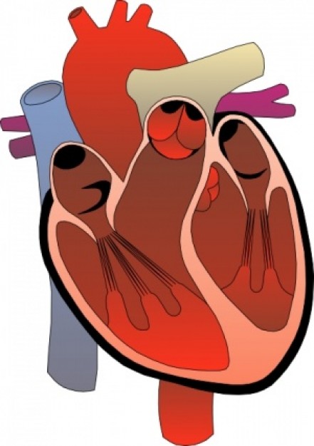 Heart Medical Diagram clip art | Download free Vector