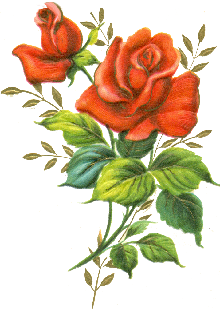 Red rose png by jinifur